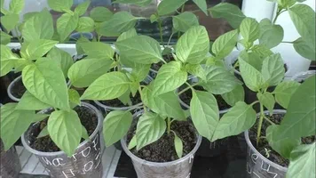 تصویر 3 از نشا فلفل دلمه‌ ای زرد و نارنجی صادراتی